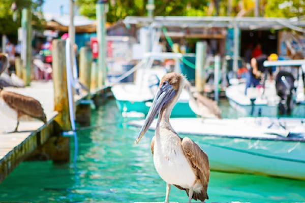 Islamorada- Bluescape Vacation Rentals